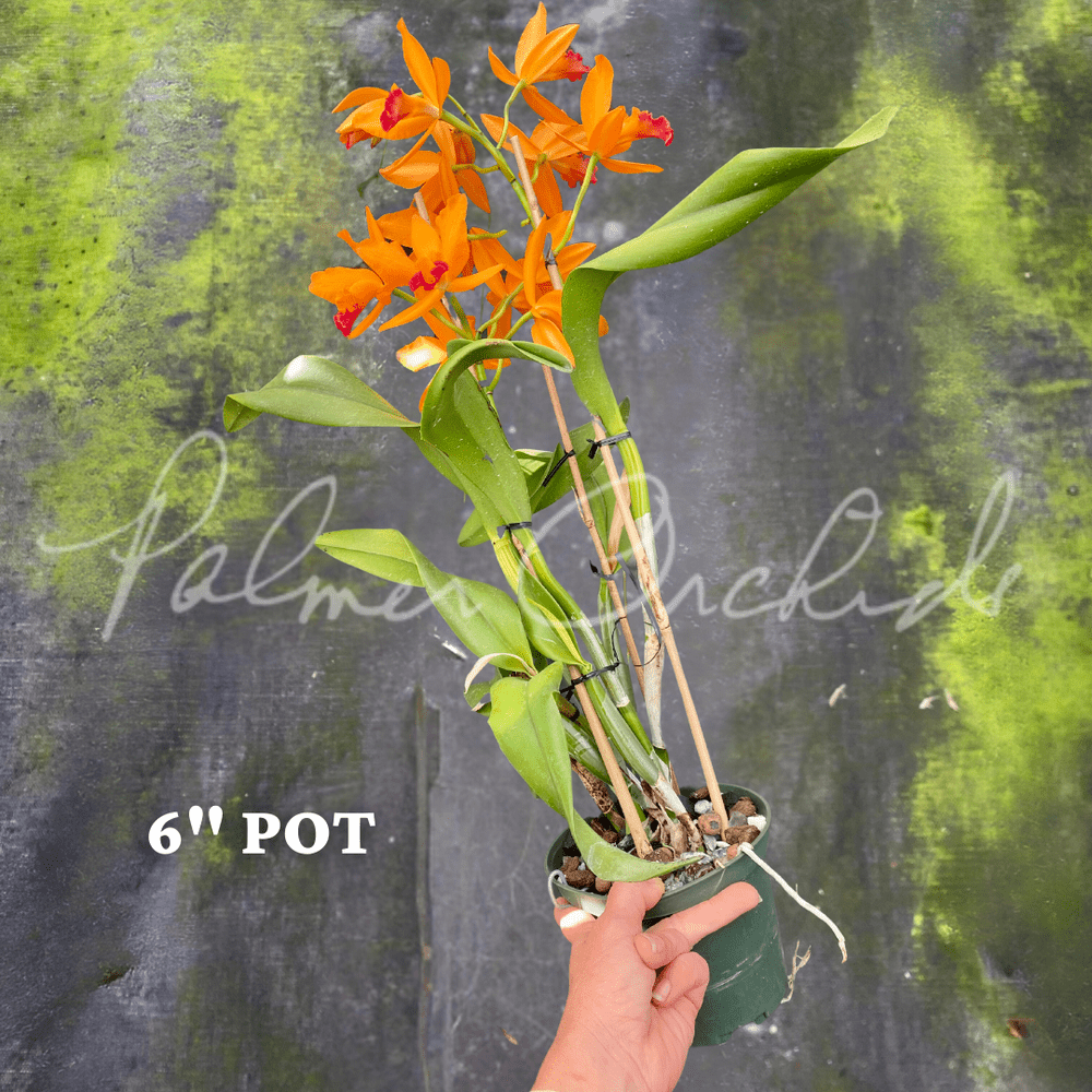 Rth. Love Passion 'Island Romance' — Palmer Orchids